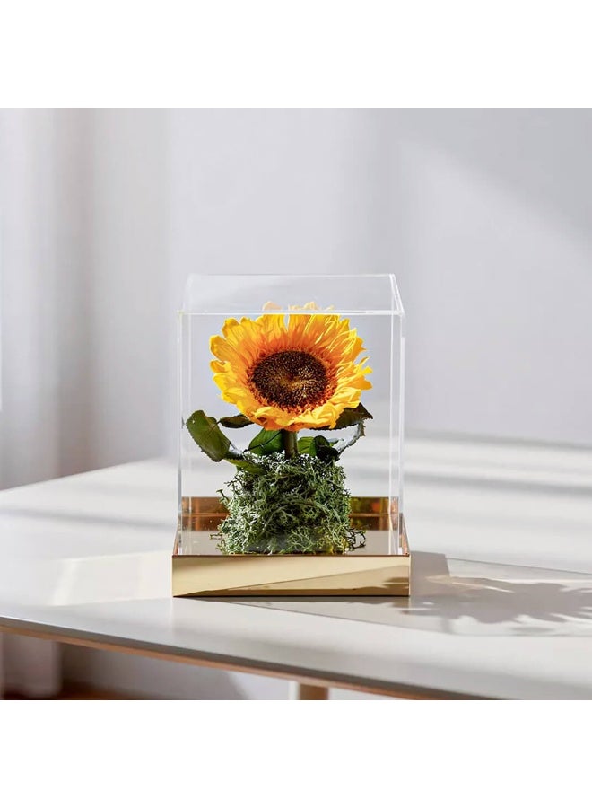 Si Bonne Luxury Single Preserved Sunflower in Acrylic Display Box with Gold Base – Everlasting Flower Décor Gift - Image 2